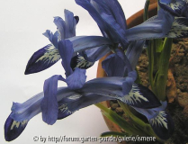 Iris Marquerite