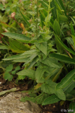 Verbascum 20120721 (1).jpg