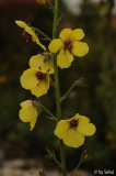 Verbascum 20120721.jpg