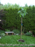 Blauglockenbaum.jpg