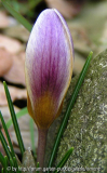 Crocus Advance