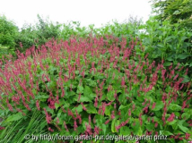 Persicaria amplexicaulis (07/2012)