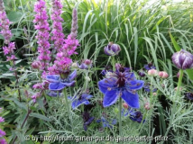Nigella hispanica mit Lythrum salicaria Robert (07/2012)
