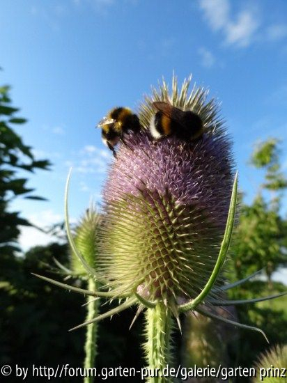 Dipsacus fullonum (07/2012)