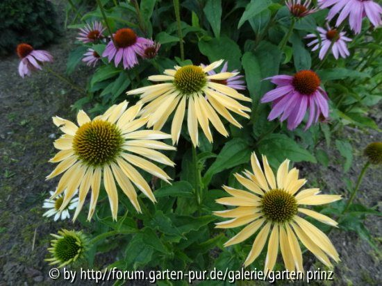 Echinacea Samling (07/2012)
