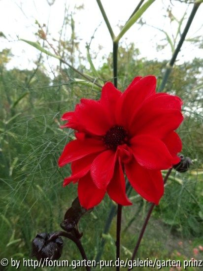 Dahlia Bishop of Llandaff (07/2012)