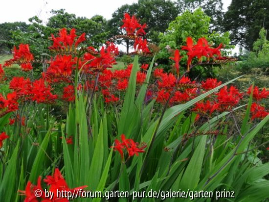 Crocosmia Lucifer (07/2012)