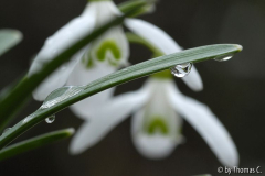 Galanthe Tropfen