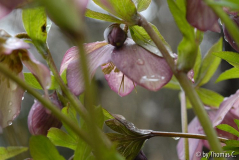 Helleborus 1