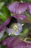 Helleborus 2