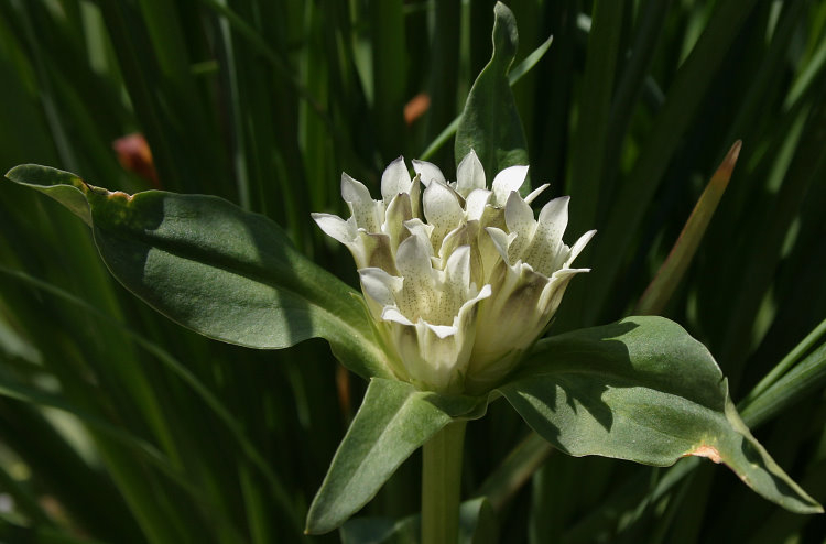 Gentiana tibetica