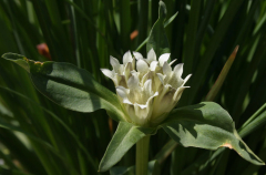 Gentiana tibetica