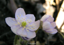 Blasslila
