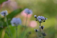 Verbena rigida