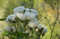 Sommerschnee