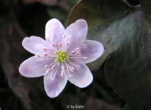 rosa-weiß