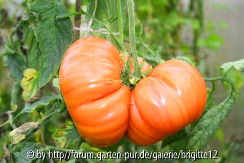Tomate Marianna Peaces