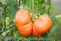Tomate Marianna Peaces