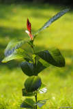 amplexicaulis 7/12