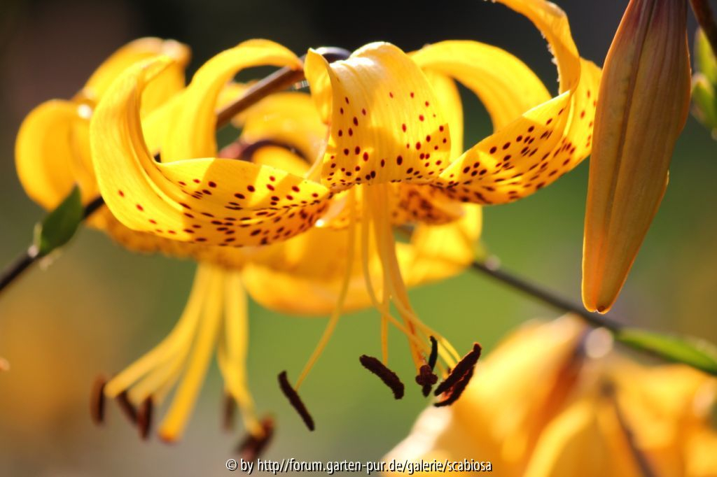 Lilium citronella