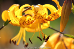 Lilium citronella