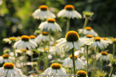 Echinacea ?