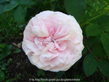 Felicite