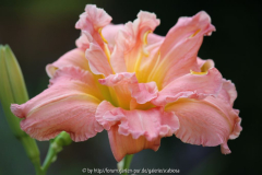 Hemerocallis 'Dublin Elaine'