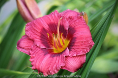 Hemerocallis 'Siloam Jim Cooper'