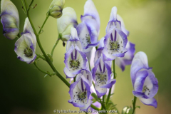Aconitum bicolor