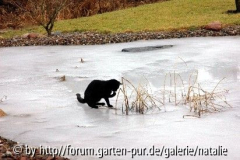 Katze auf Eis