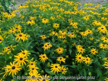 Rudbeckia fulgida Goldsturm (07/2012)
