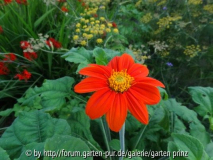 Tithonia rotundifolia Torch (07/2012)
