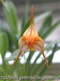 meine Masdevallia