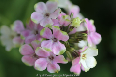 Phlox 'Sherbet Cocktail'