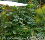 Pumpkin Patch 29_7_12.JPG