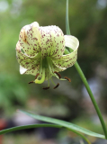 Lilium fargesii