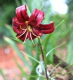 Lilium papilliferum