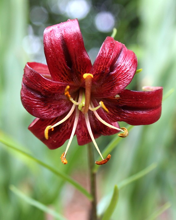 Lilium papilliferum