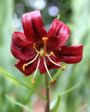 Lilium papilliferum
