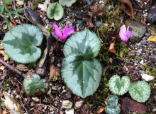 Cyclamen purpurascens