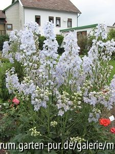 Delphinium Sopran von Karl Foerster