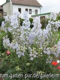 Delphinium Sopran von Karl Foerster