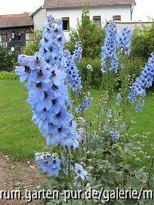 Delphinium Perlmutterbaum Karl Foerster