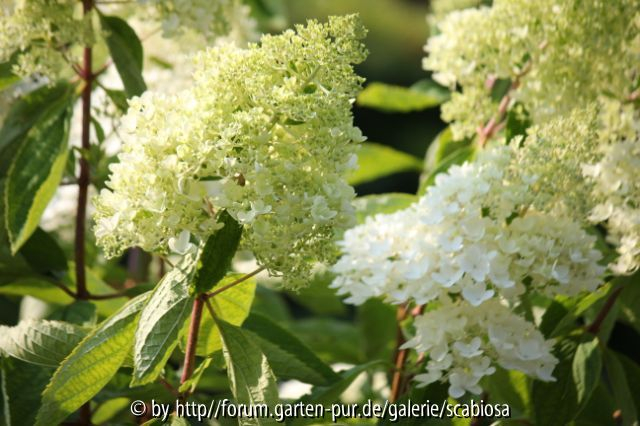 H. paniculata