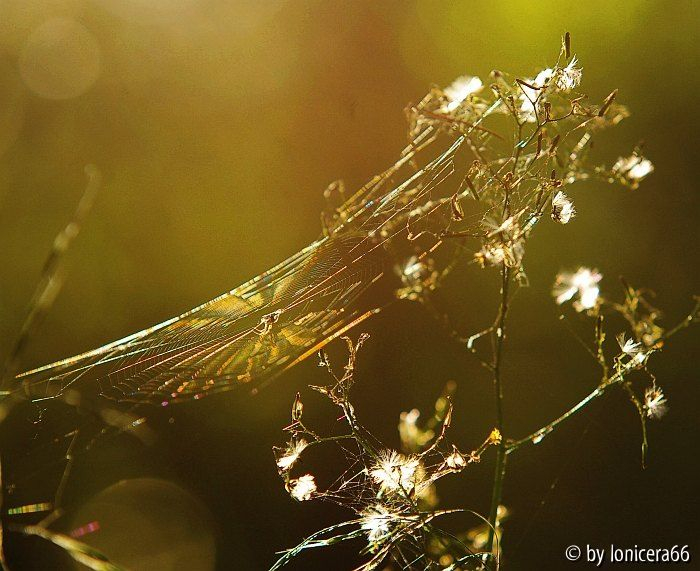 Spinne am abend