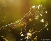 Spinne am abend