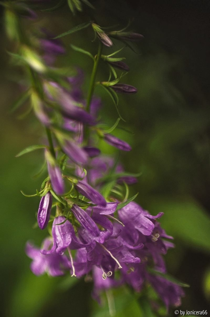 Glockenblume Freelens