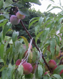 Pfirsichbaum 2012