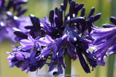 Agapanthus 'Black Pantha'